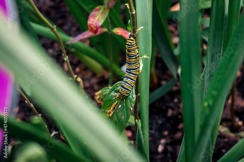 Monarch caterpillar climbing up a leaf © Michael Deemer