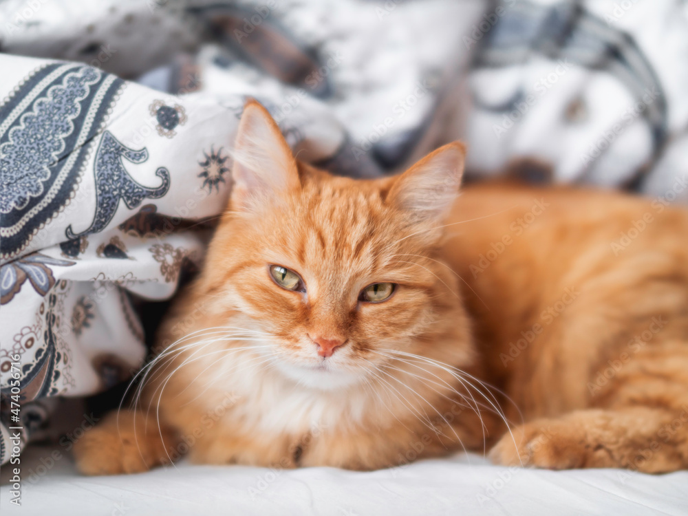 Cute ginger cat is sleeping in bed. Fluffy pet has comfortable a nap on patterned linen. Cozy home.