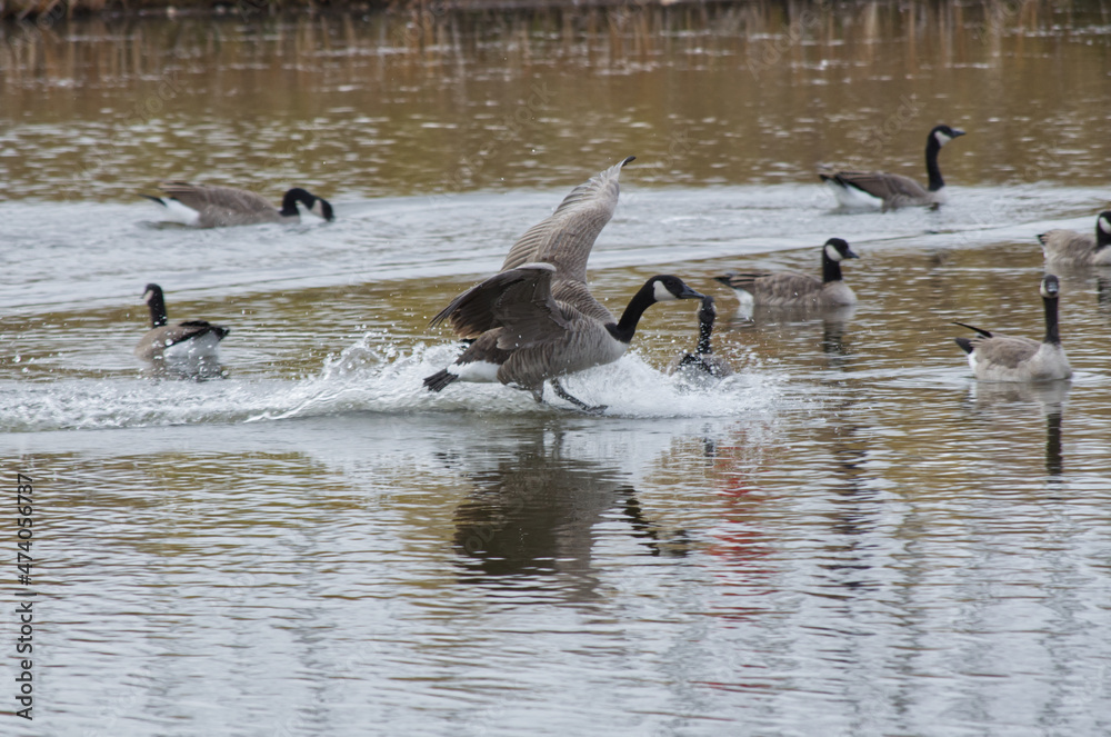 Canada Goose coming in for a Landing Canada Goose coming in for a Landing