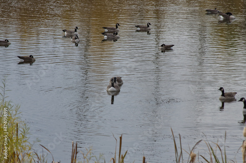 A Flock of Canadian Geese in Pylypow