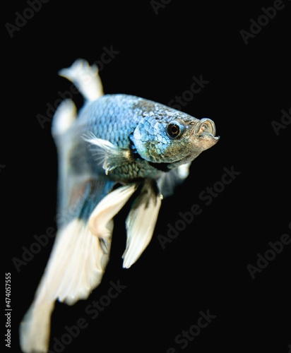 Fototapeta Naklejka Na Ścianę i Meble -  Beautiful male Siamese fighting fish (Betta splendens), 'Blue Butterfly Halfmoon' variant