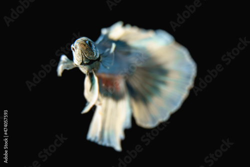 Beautiful male Siamese fighting fish (Betta splendens), 'Blue Butterfly Halfmoon' variant