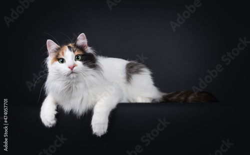 Adult tortie Turkish Van cat, laying down  side ways with paws hanging over edge. Looking towards camera with mesmerizing green eyes. Isolated on a black background. photo