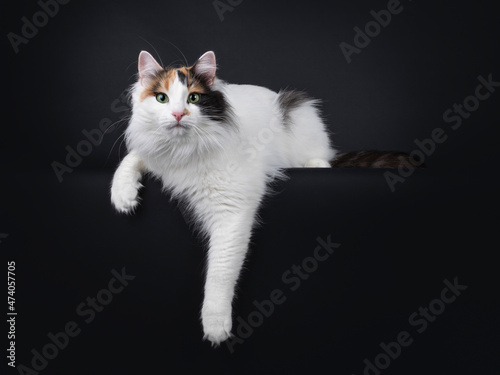 Fotografia Adult tortie Turkish Van cat, laying down  side ways with paws hanging over edge