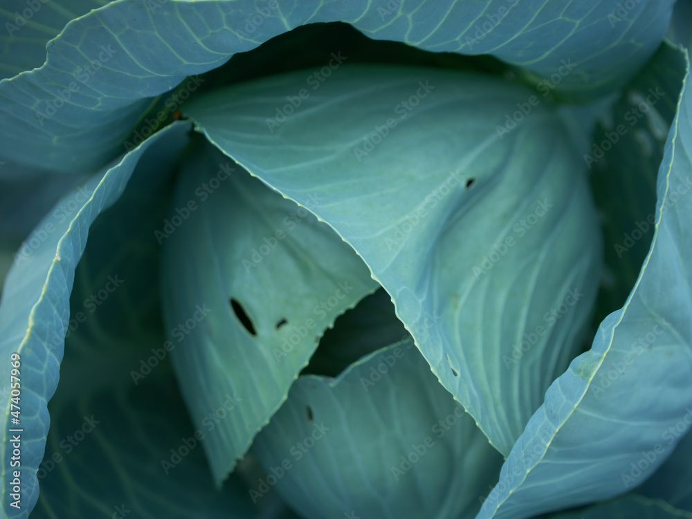 Obraz premium The head of a homegrown cabbage, close-up. Green cabbage leaves.