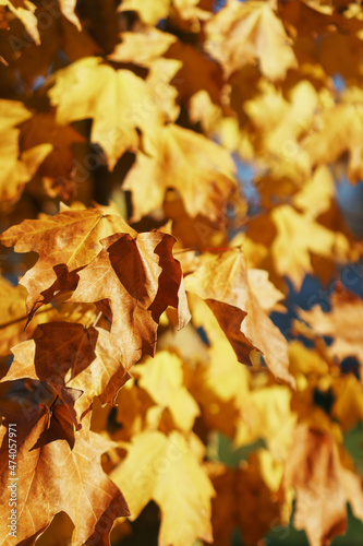 Golden autumn maple leaves in full screen.