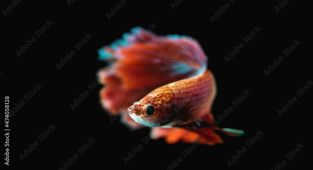 Obraz premium Beautiful male Siamese fighting fish (Betta splendens), 'Red Butterfly Rosetail' variant
