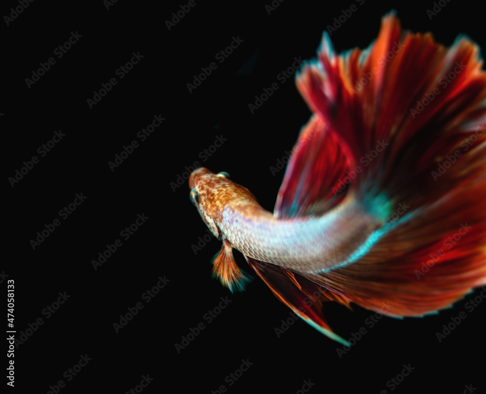 Beautiful male Siamese fighting fish (Betta splendens), 'Red Butterfly Rosetail' variant