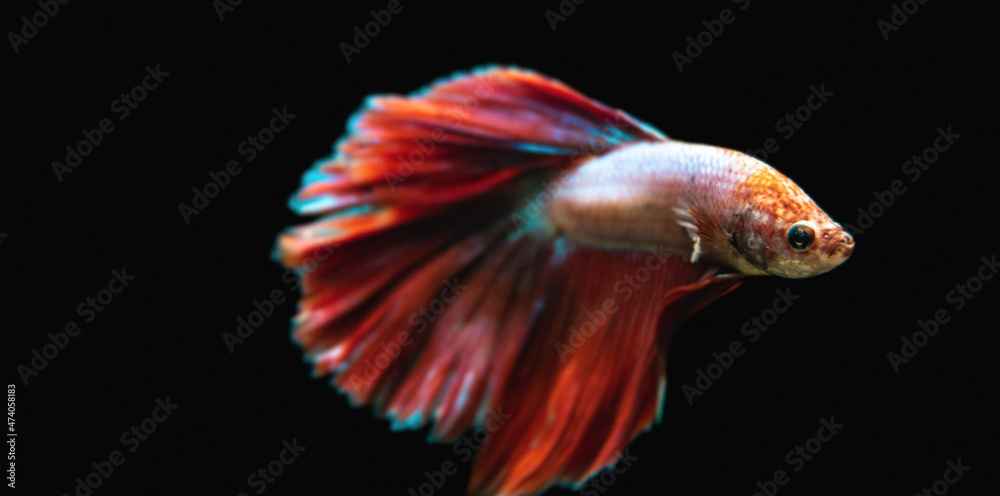 Fototapeta premium Beautiful male Siamese fighting fish (Betta splendens), 'Red Butterfly Rosetail' variant