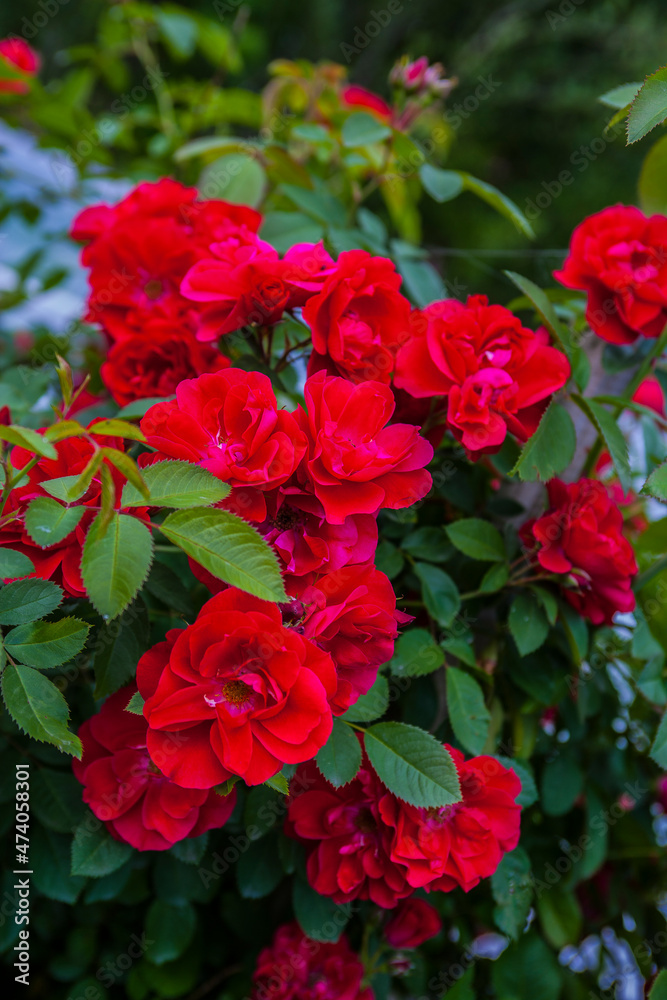 red roses in a garden