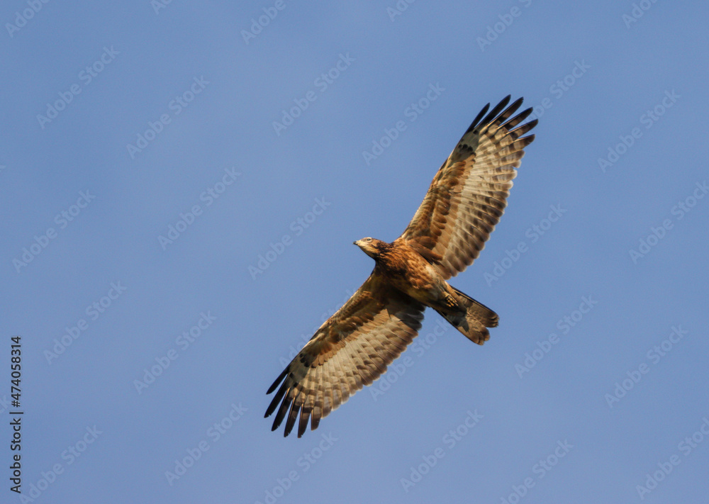 Oriental honey buzzard in flight.Crested honey buzzard is a bird of prey in the family Accipitridae. Oriental honey buzzard in flight.Crested honey buzzard is a bird of prey in the family Accipitridae.