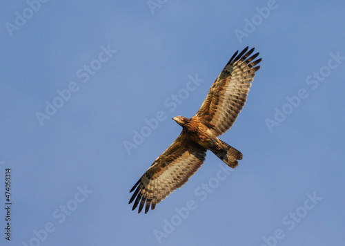 Oriental honey buzzard in flight.Crested honey buzzard is a bird of prey in the family Accipitridae.