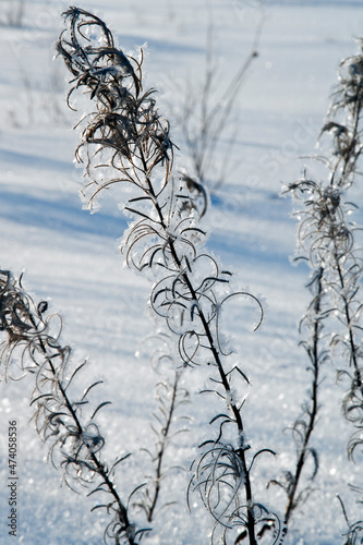 snow covered branches