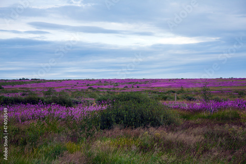 lavender field in region