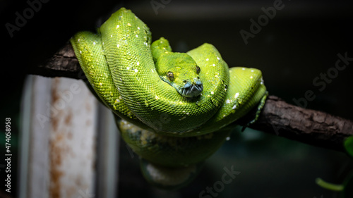 Green tree python (Morelia viridis) on a branch
