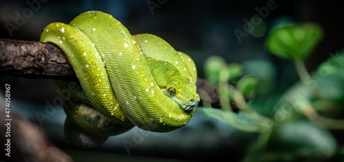 Obraz na plátně Green tree python (Morelia viridis) on a branch