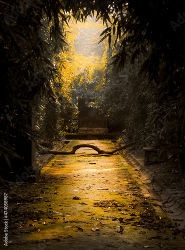 Empty path in the forest