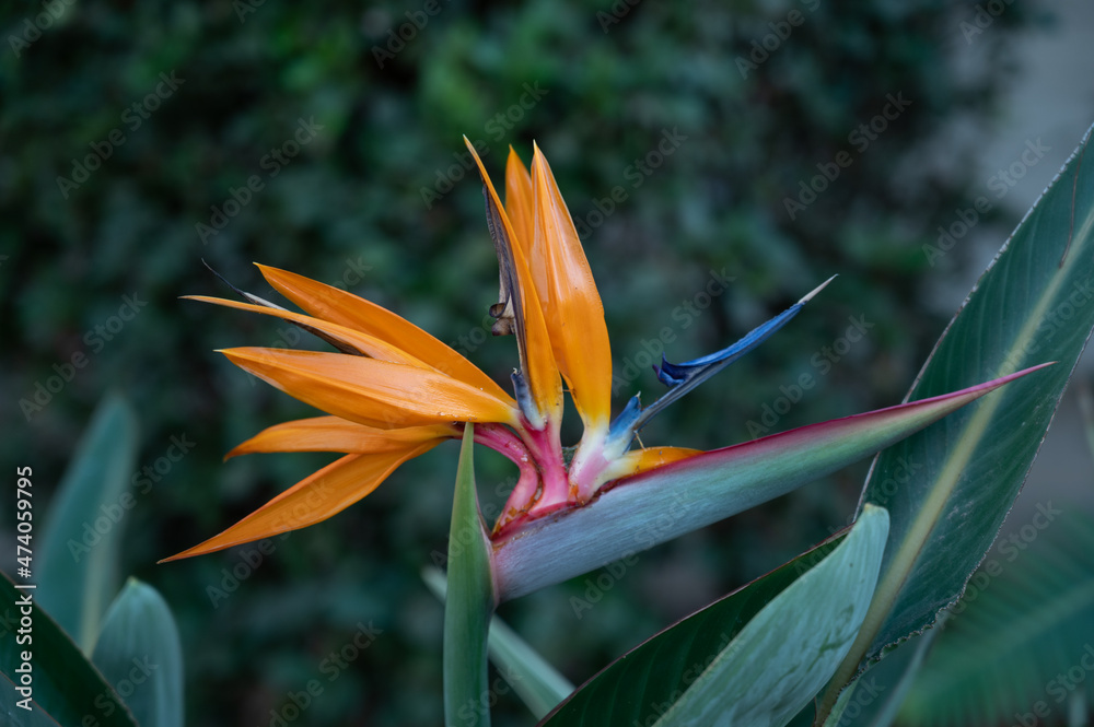 Fototapeta premium Flower Original bird of paradise one of the most famous tropical flowers