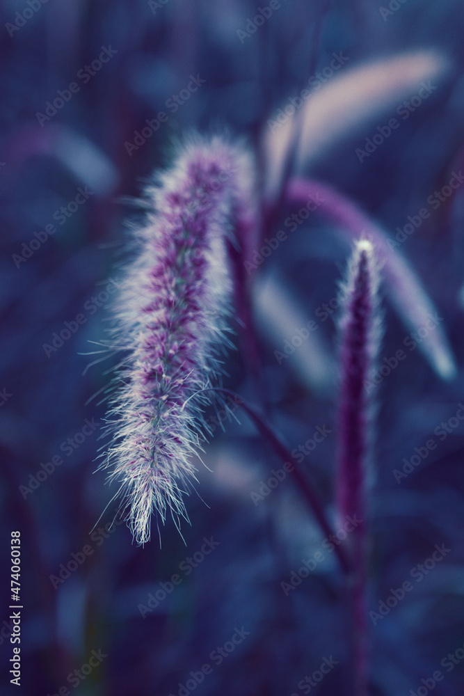 Obraz premium Beautiful purple-white field of fountain grasses or Pennisetum Advena Rubrum