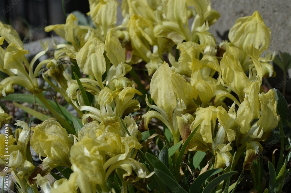 Obraz premium Small yellow blooming Iris attica