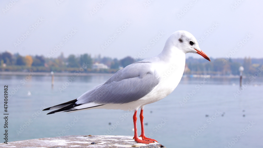 KONSTANZ, GERMANY - 14 OCTOBER 2015: Close-up of a seagull and Lake Constance in the background KONSTANZ, GERMANY - 14 OCTOBER 2015: Close-up of a seagull and Lake Constance in the background