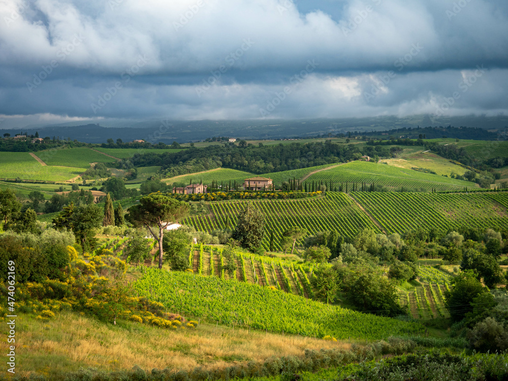 Paisaje de viñedos en Montepulciano, Val d'Orcia, Toscana, Italia.