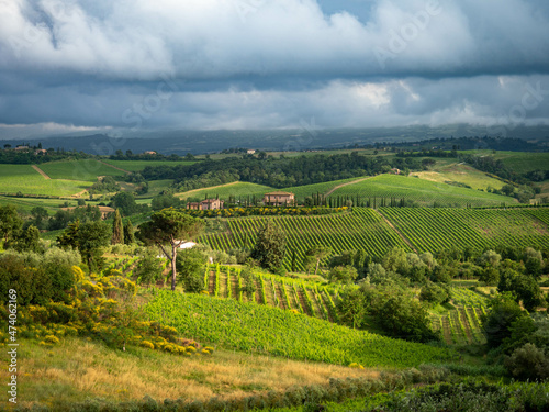 Paisaje de viñedos en Montepulciano, Val d'Orcia, Toscana, Italia.