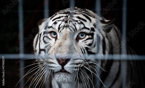 White Bengal tiger (Panthera tigris tigris) in captivity, looking suspicious behind the bars