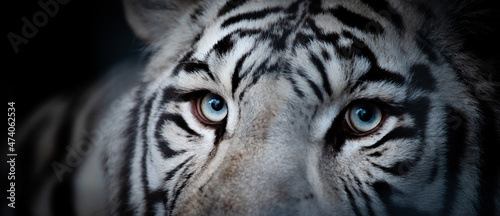 Fotografiet White Bengal Tiger (Panthera tigris tigris) in captivity