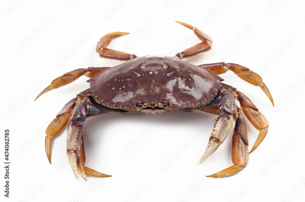 Live Dungeness Crab Live Dungeness Crab