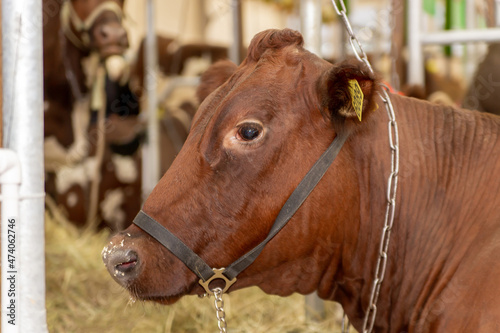 Moscow, Russia, 10.10.2019. VDNH, agricultural exhibition of farm pets. large portrait of a red cow from the side in profile