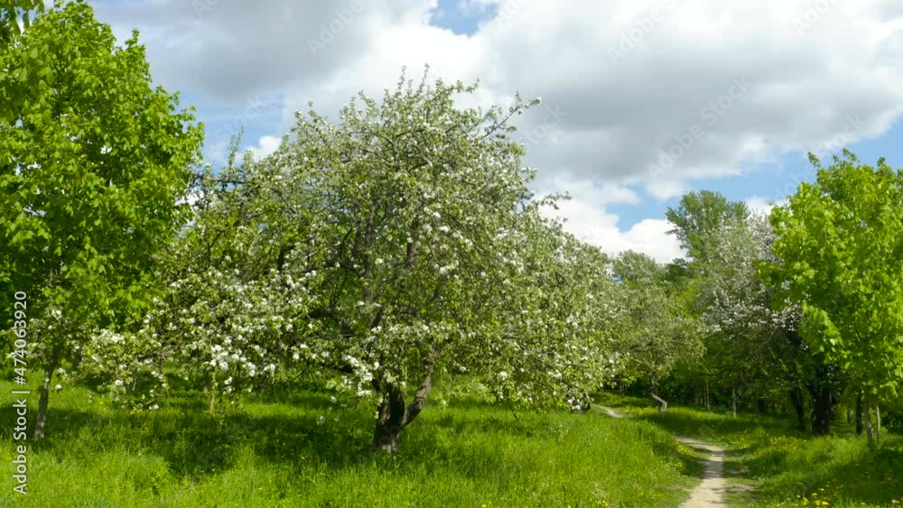 Aerial view on blooming apple trees in the spring garden.
Aerial view on blooming apple trees in the spring garden.
