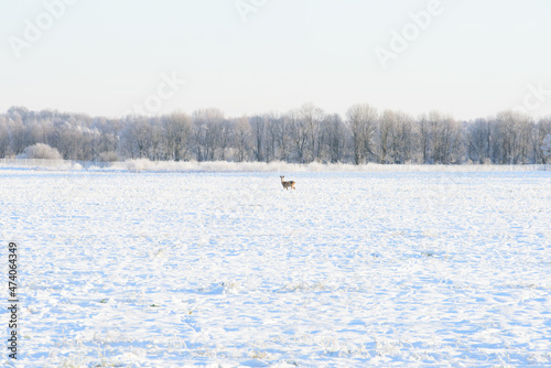 a small deer in the middle of a snowy field in winter