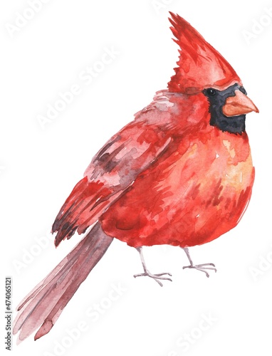 Billede på lærred Watercolor red cardinal bird on white background