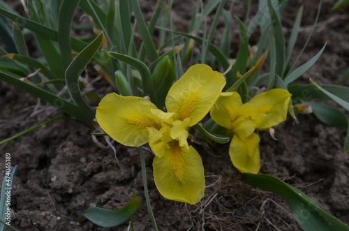 Small yellow blooming Iris humilis