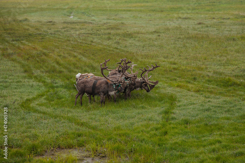 deer in the field