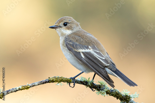 European pied flycatcher on tree twig