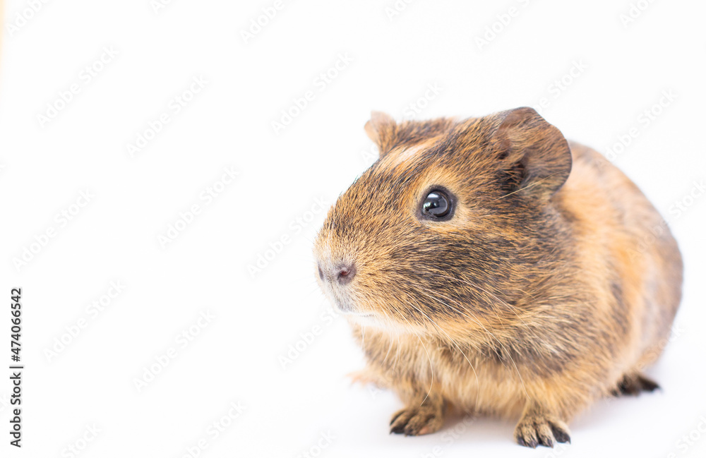 Guinea pig on white background copy space banner Guinea pig on white background copy space banner