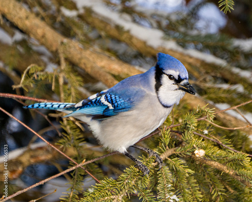 Blue Jay Photo and Image. Close-up view perched on fir branches in the winter season with blur snow and branches background in its environment and habitat surrounding.