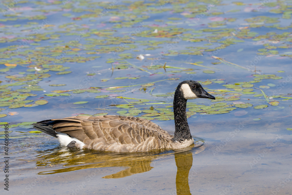 Canada Geese Photo and Image. Geese bird swimming in its environment and surrounding habitat, with blur water and water lily pads background in the summer season. Canada Geese Photo and Image. Geese bird swimming in its environment and surrounding habitat, with blur water and water lily pads background in the summer season.
