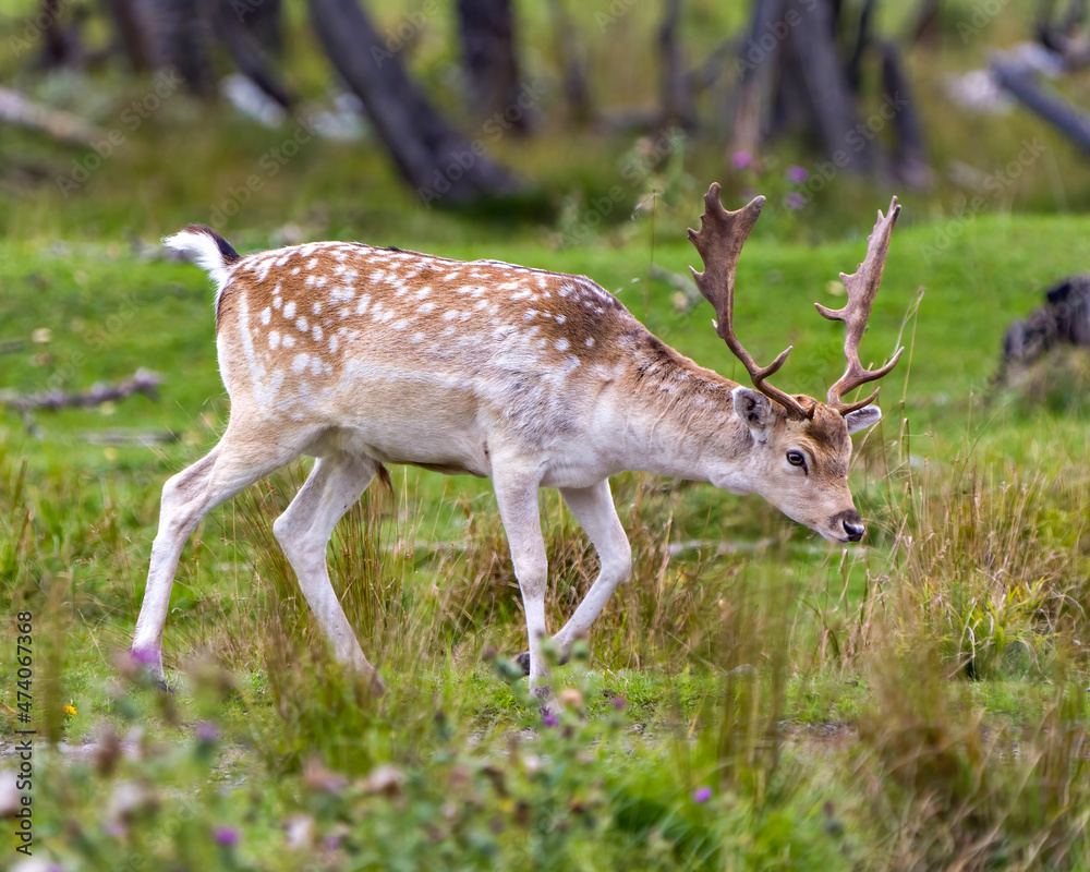 Deer Stock Photo and Image. Fallow Deer close-up side profile in the forest with a blur background in its environment and habitat surrounding. Deer Stock Photo and Image. Fallow Deer close-up side profile in the forest with a blur background in its environment and habitat surrounding.