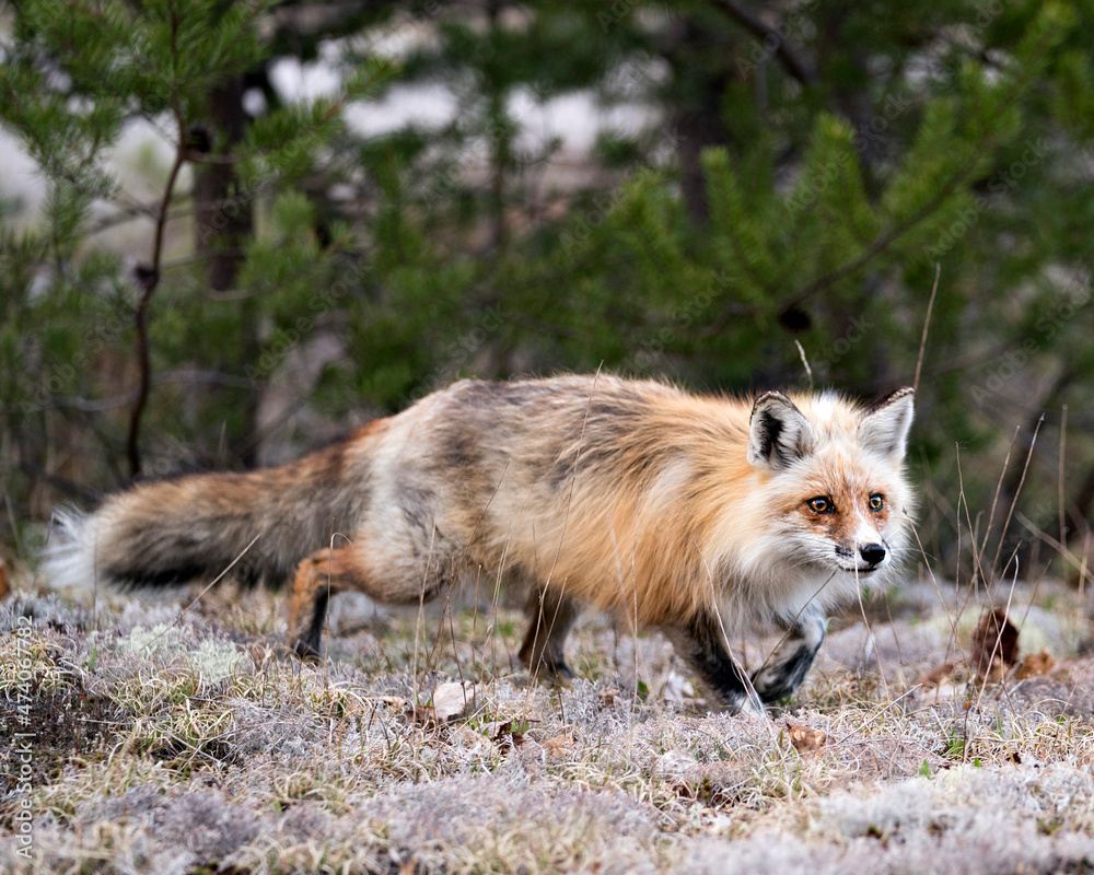 Red Fox Photo Stock. Fox Image. Running on white moss  in the spring season displaying fox bushy tail, fur, in its environment and habitat with a blur forest background. Picture. Portrait.