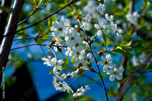 flowers