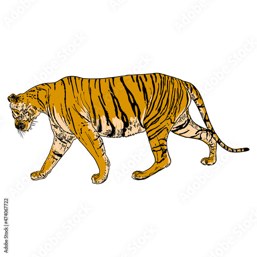 Tiger walking. Amur or Siberian tiger, big wild cat. Endangered animal from red book, hand drawn. Vector.