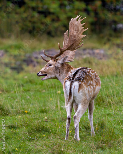 Deer Stock Photo and Image. Close-up profile rear view in the field with a blur forest background displaying antlers in its environment and habitat surrounding. Fallow Deer Picture.