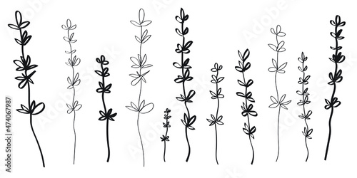 Lavender, color of the Year 2022. Vector set on line hand drawings of lavender flowers. Tender and trendy continuous line botanical illustration. Print design, engraving