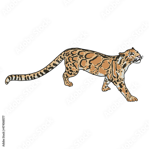 Leopard drawing by hand on a white background. Hand drawn portrait of leopard or jaguar muzzle illustration. Vector
