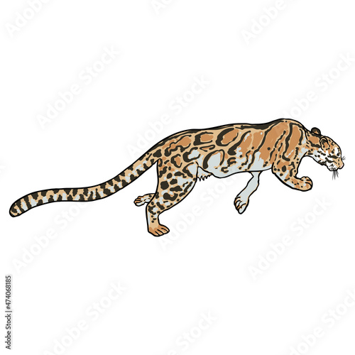Leopard drawing by hand on a white background. Hand drawn portrait of leopard or jaguar muzzle illustration. Vector