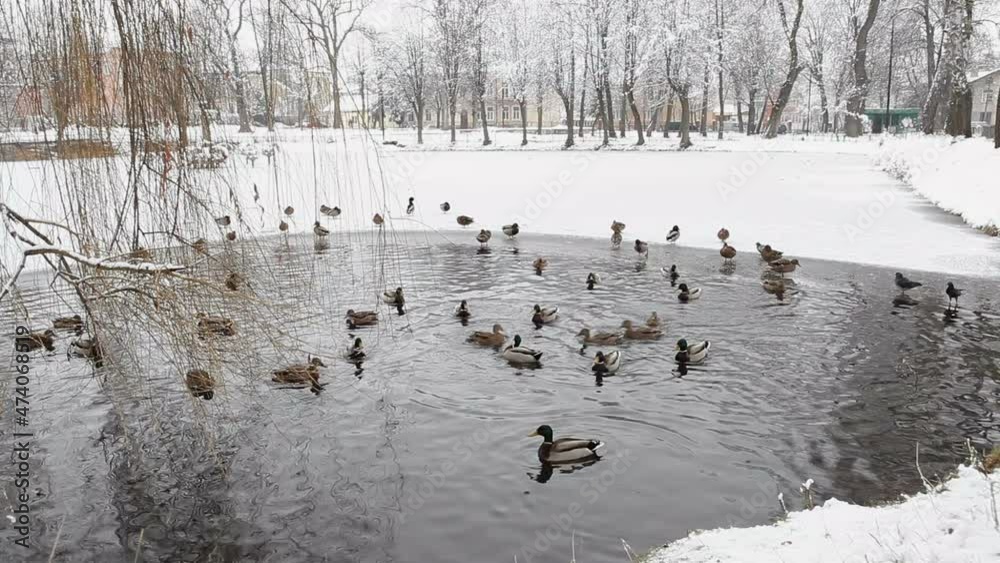 A flock of wild ducks swims in the unfrozen city lake. Waterfowl, mallard and gray duck swim in the hole.
