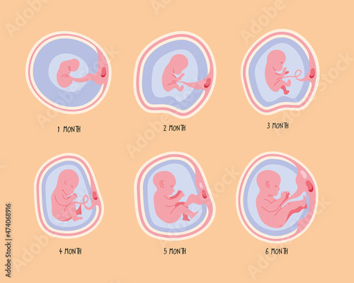embryo development six phases